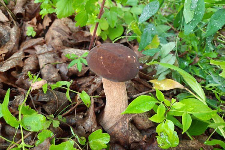 MW, Lactuca tatarica (Латук татарский, Молокан татарский), specimen